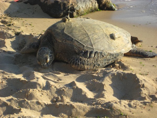 Turtle Basking at Turtle Beach