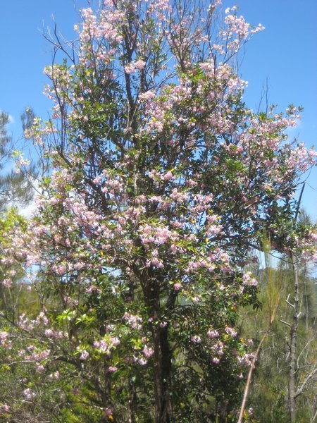 A flower tree