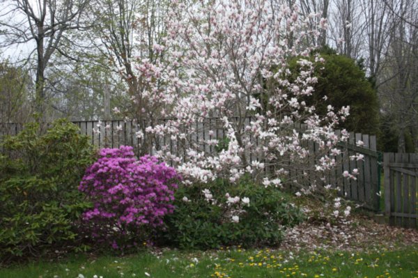 Pink magnolia bush in bloom