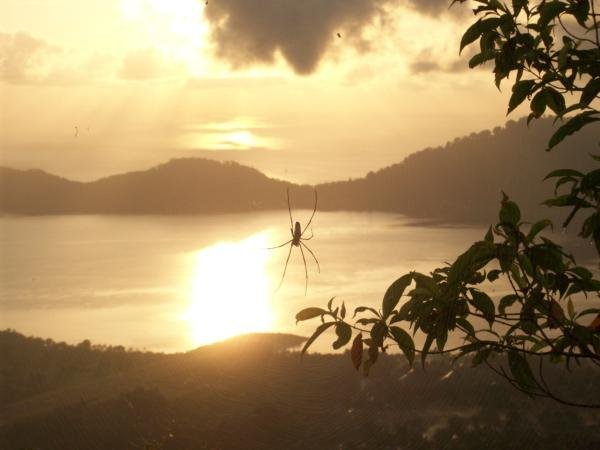 Spider in the sunrise 