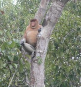 Fat Nosed Male Proboscis Monkey
