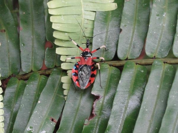 Cool Red and Black Bug