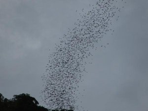 So Many Bats!