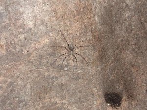 Big Cave Spider