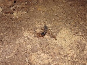 Scorpion Eating a Grasshopper