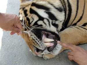 Big Tiger Teeth