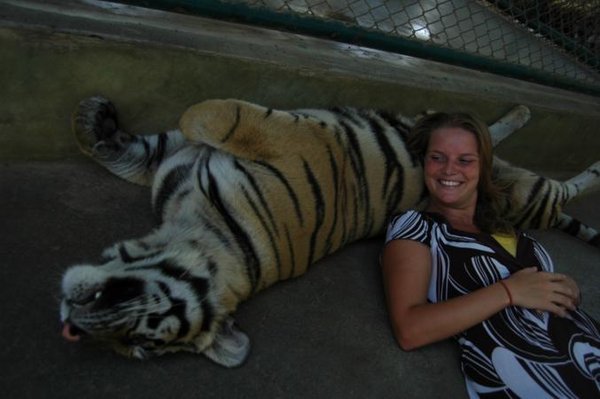 Laying on a Tiger