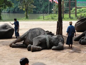 Sleeping Elephant 