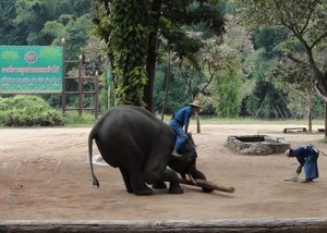 Elephant Picking up a Log