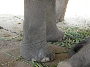 Elephant Ankles