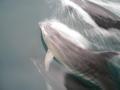 Dolphins, Milford Sound