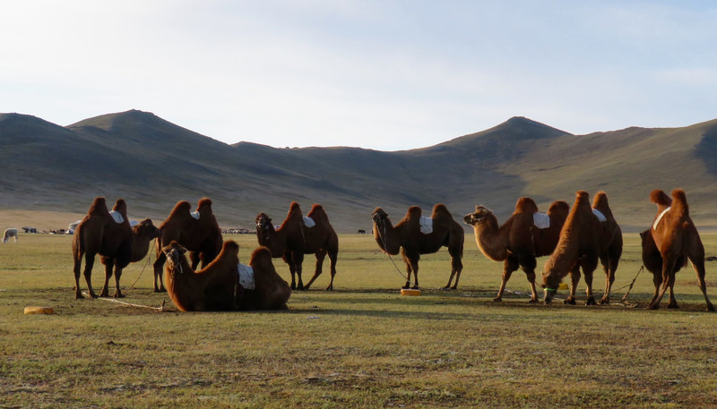 The Camel Team