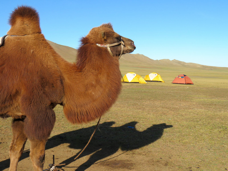 Camel Camp
