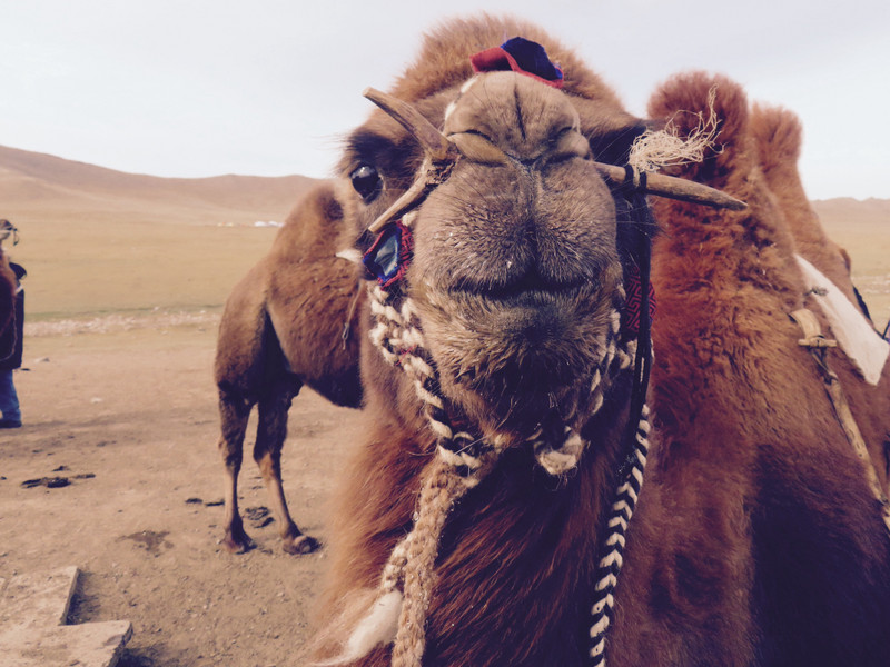 Handsome Camel