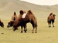 Camels Grazing