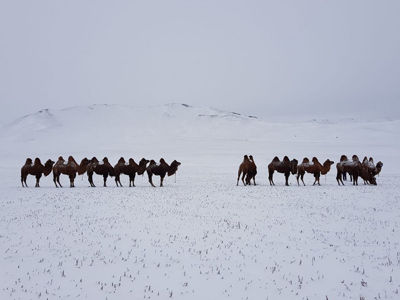 Snow Covered Camels