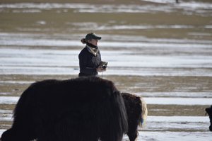 Checking on the Yaks