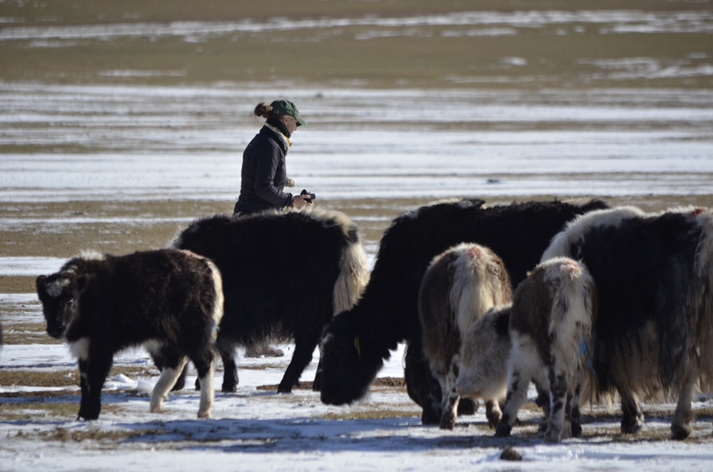 Checking on the Yaks