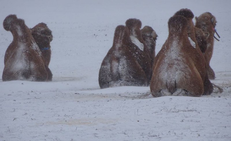 Frosty Camels