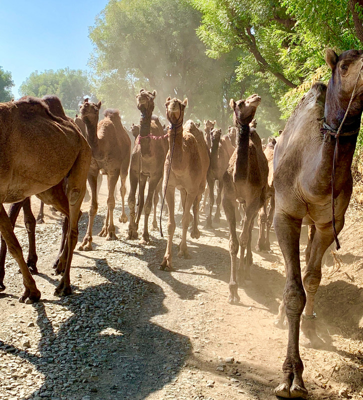 Here Come the Camels