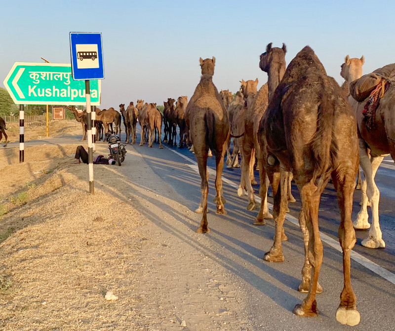 Well-Behaved Camel Caravan