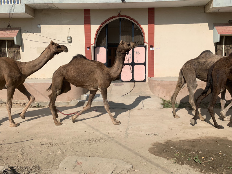 Camel Caravan in the Village