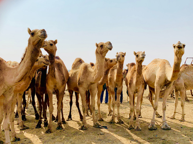 Collection of Camels