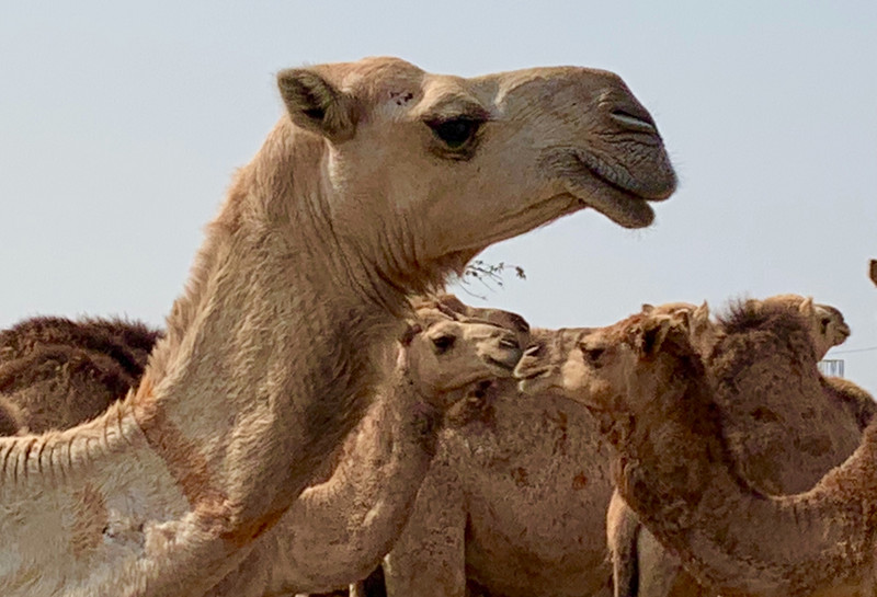 Malvi Camel