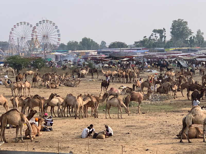 Camels at Chandrabhaga