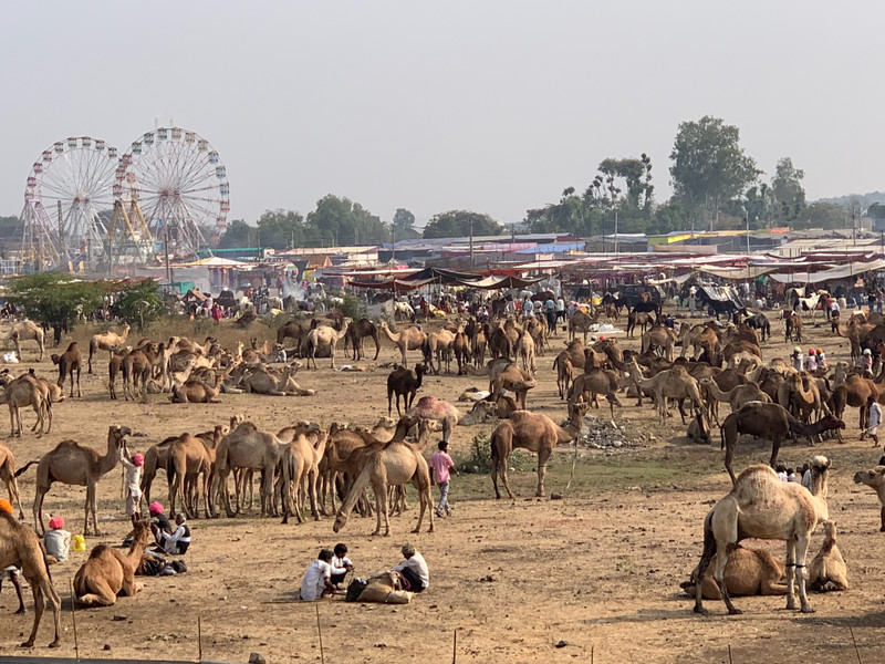 Camels at the Fair