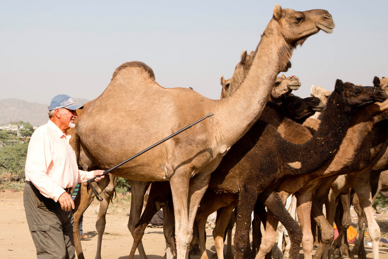 Dad Guiding the Camel Herd