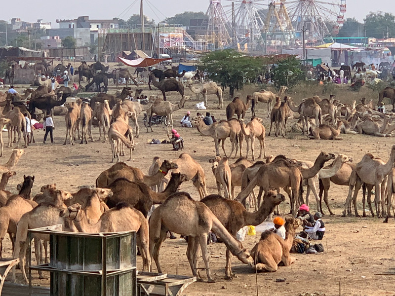Chandrabhaga Overview of Camel Grounds