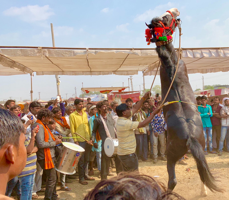 Horse Dancing at Chandrabhaga 