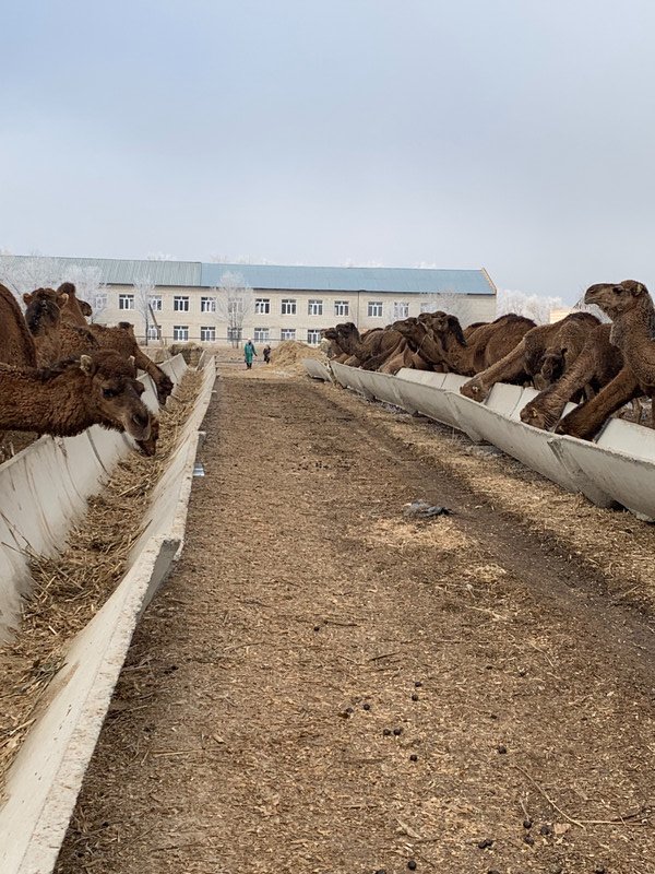 Camel Feed Troughs