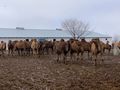 The Camel Herd