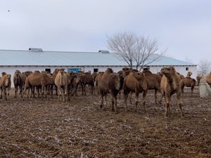 The Camel Herd