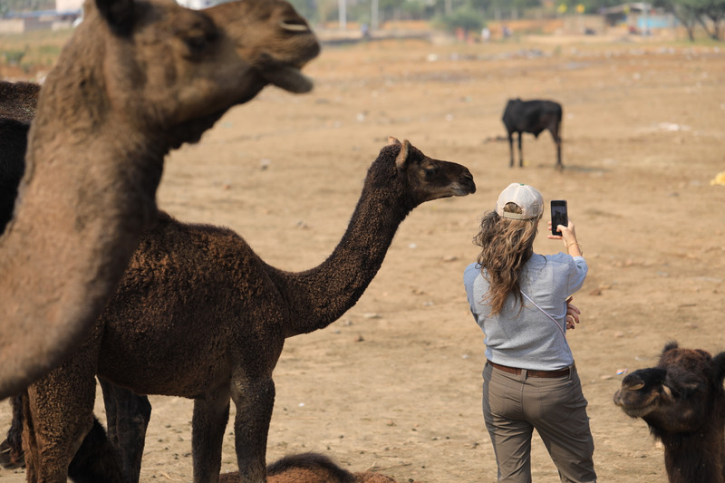 Cheeky little camel is already asking for selfies