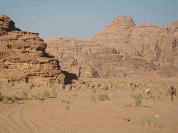 Common View in Wadi Rum