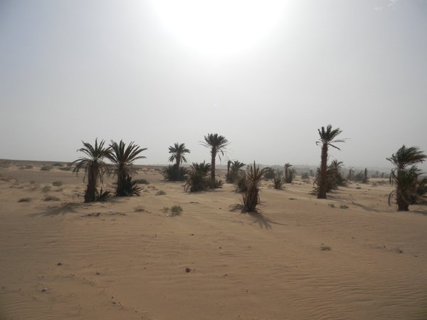 Desert Sun and Shifting Sands