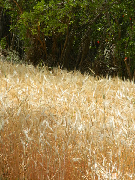 Wheat crop in the Palmarie in Douz