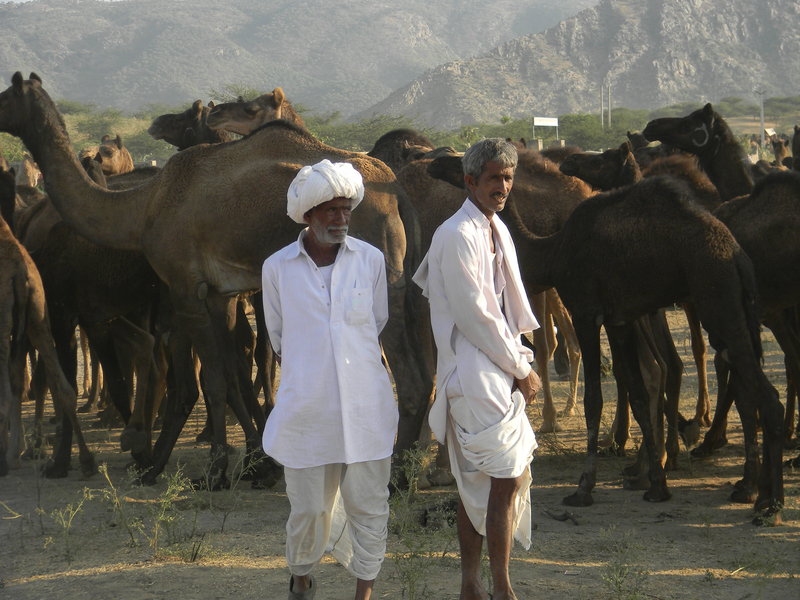 Two Herders Attend to their Livestock