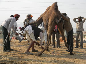 The Struggle Between Man and Camel Begins