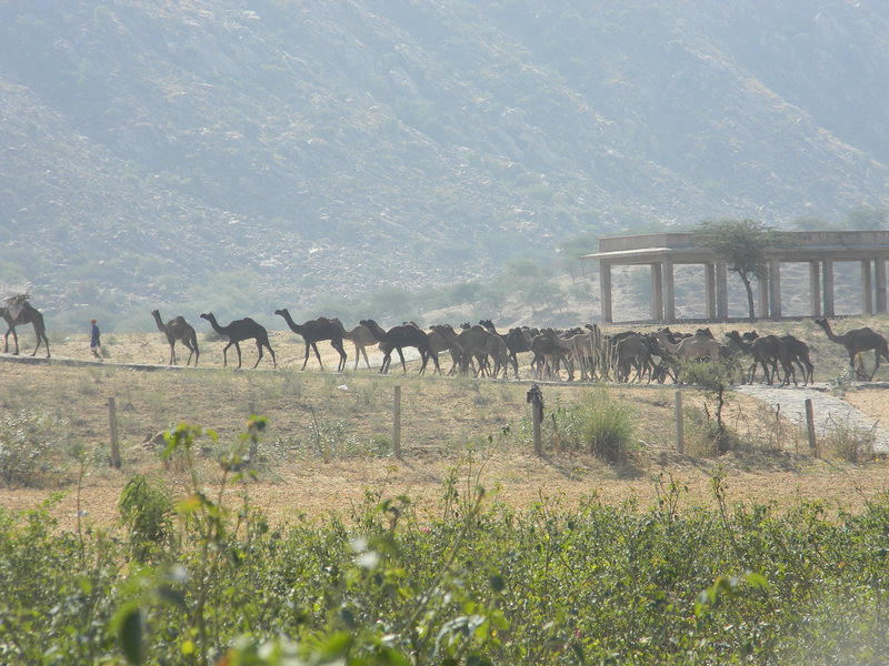 Camel Caravan En Route to the Fair