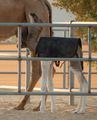 Camel Nursery