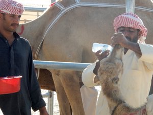 Why Did I Spend Money on Camel Bottles?