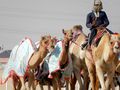 Racing Camels Practing
