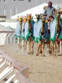 Racing Camels Exercising