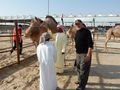 Dad Learning How to Judge Camel Beauty
