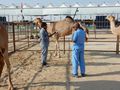 Vets Checking Each Camels Microchip
