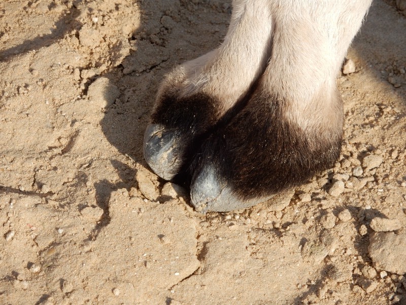 Unusual Markings on this Baby Camel